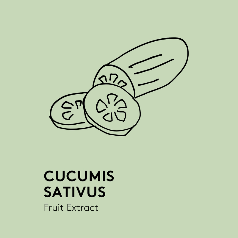 Cucumis Sativus