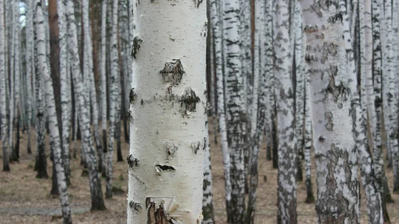 Birch.jpg