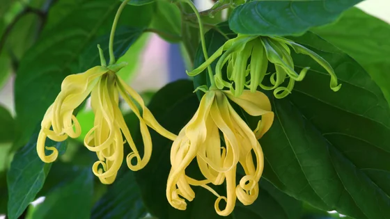 Ylang ylang.jpeg