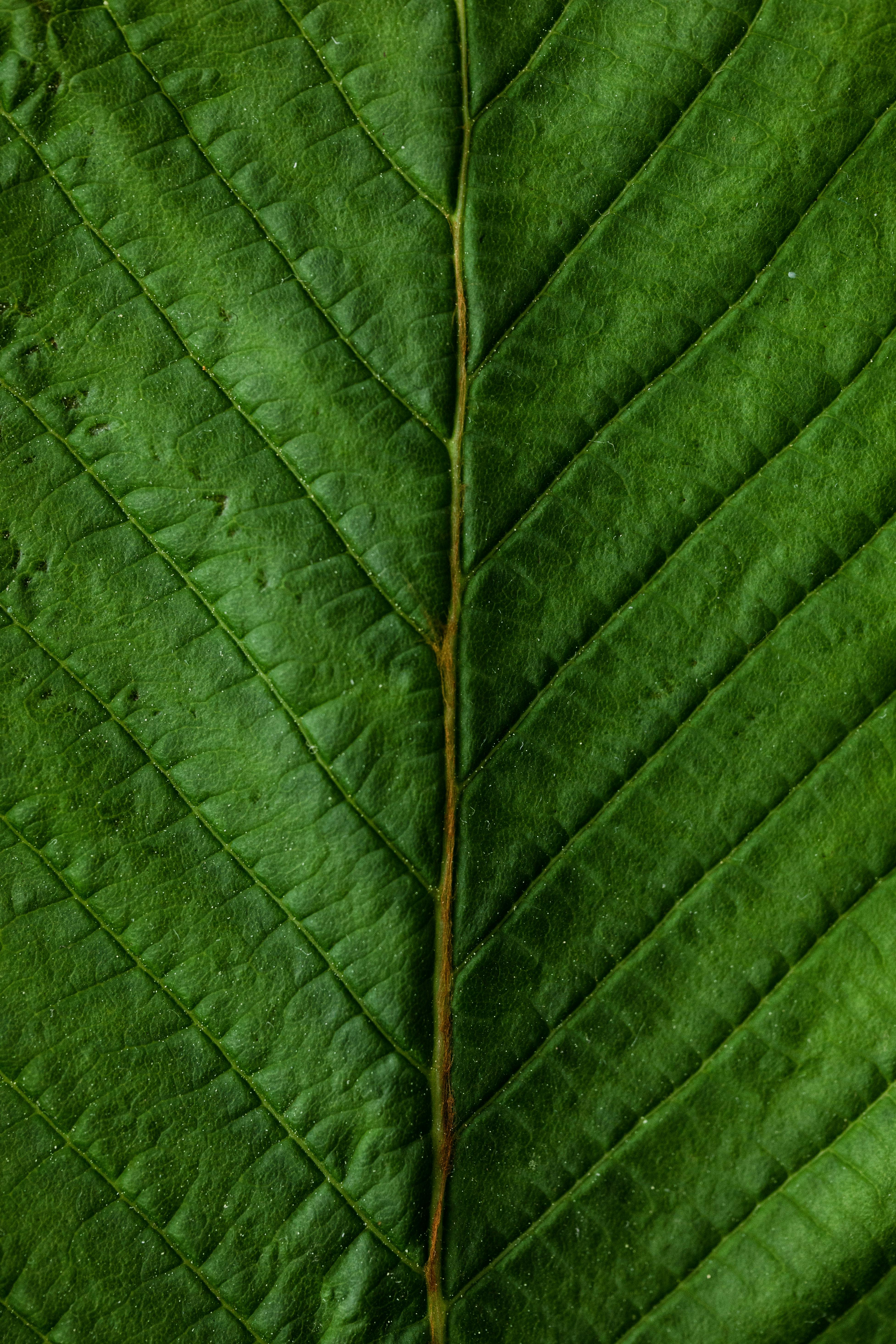 Bio-based additive _CASE.jpg