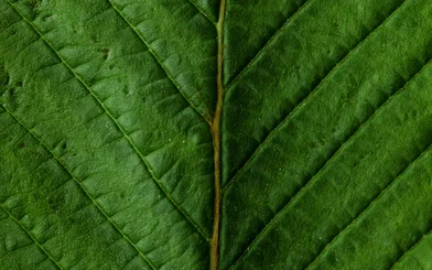 Bio-based additive _CASE.jpg