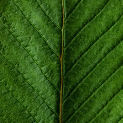 Bio-based additive _CASE.jpg