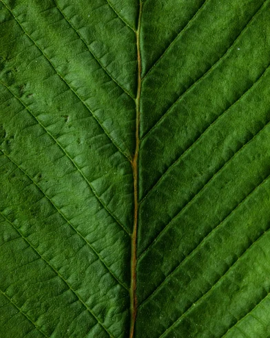 Bio-based additive _CASE.jpg