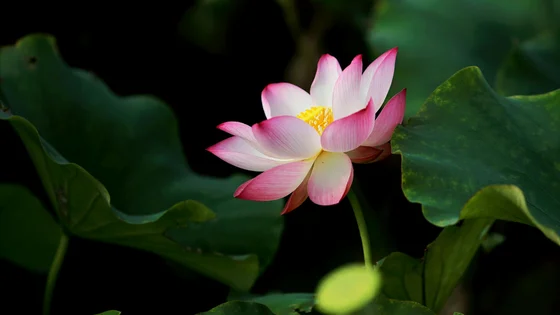 Blue Lotus Absolute.jpg