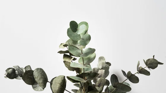 Eucalyptus.jpg