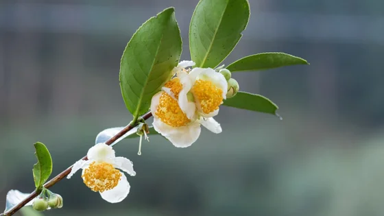 LEV_box_camellia.jpg