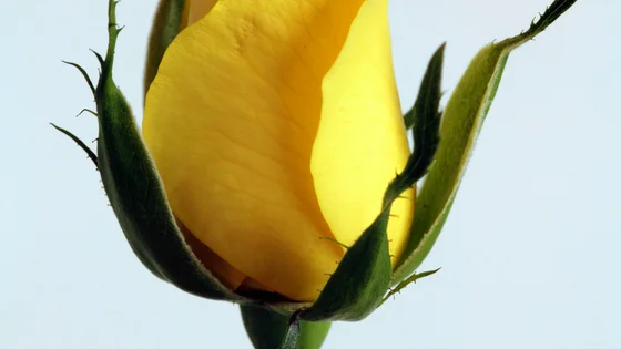 Rose.jpg