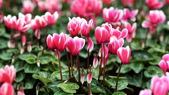 Cyclamen.jpeg