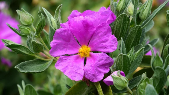 Labdanum.jpg