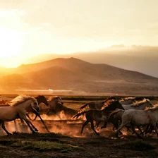 Rodeo_5