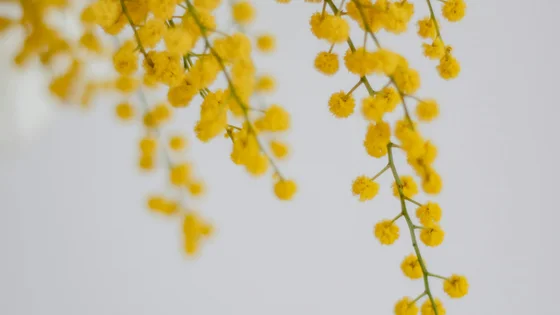 Mimosa.jpg