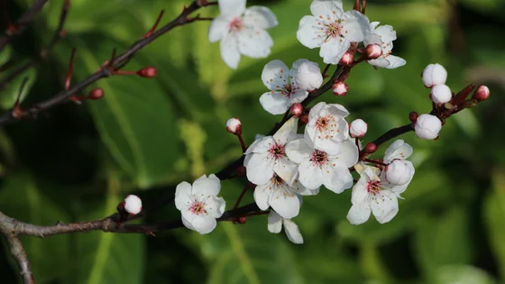 Manuka Oil