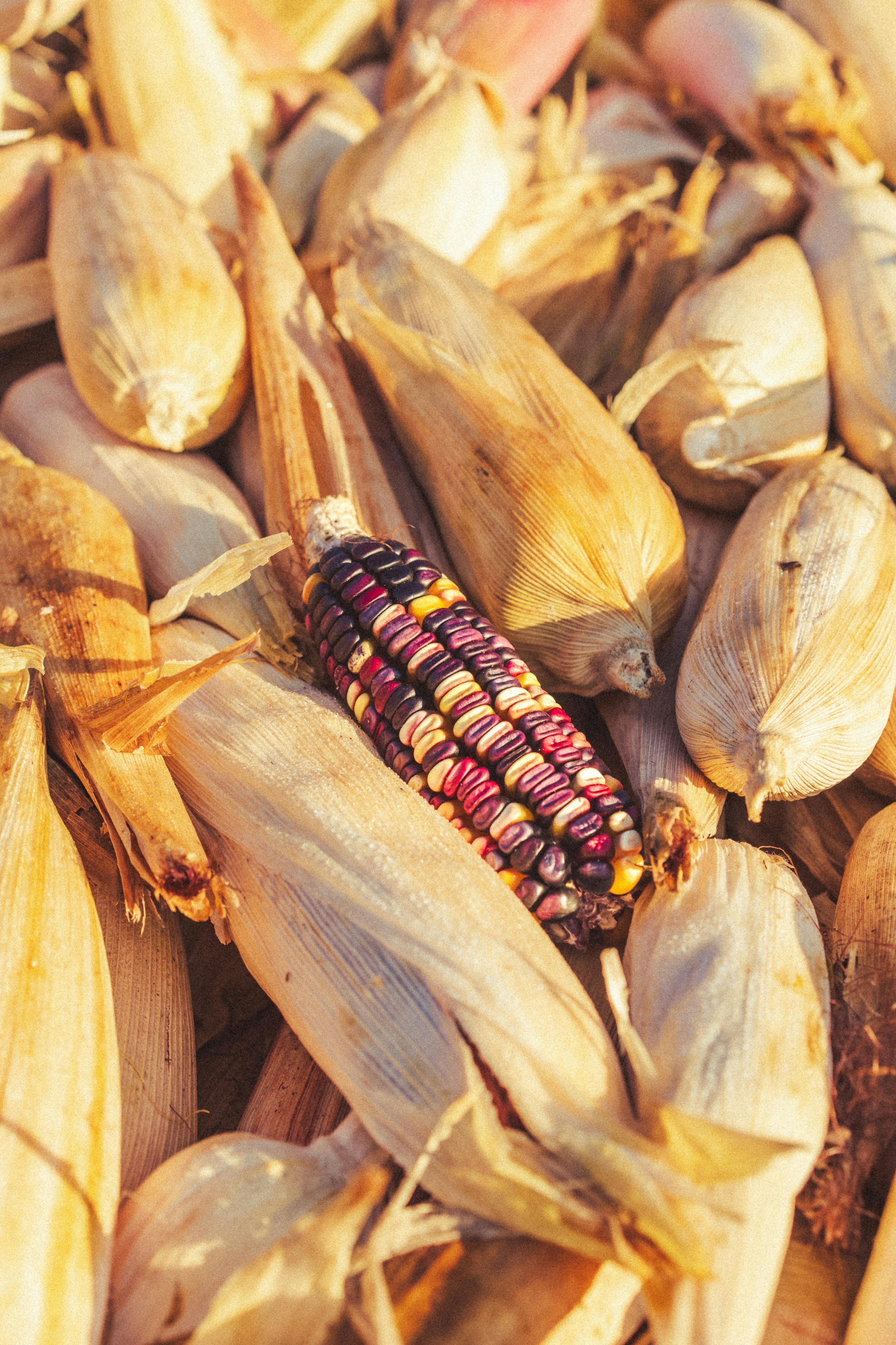 3_Corn_Agriculture.jpg