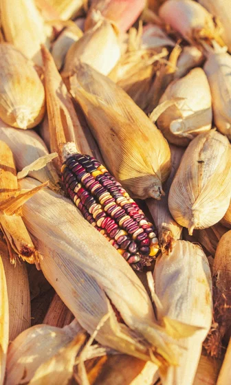 3_Corn_Agriculture.jpg