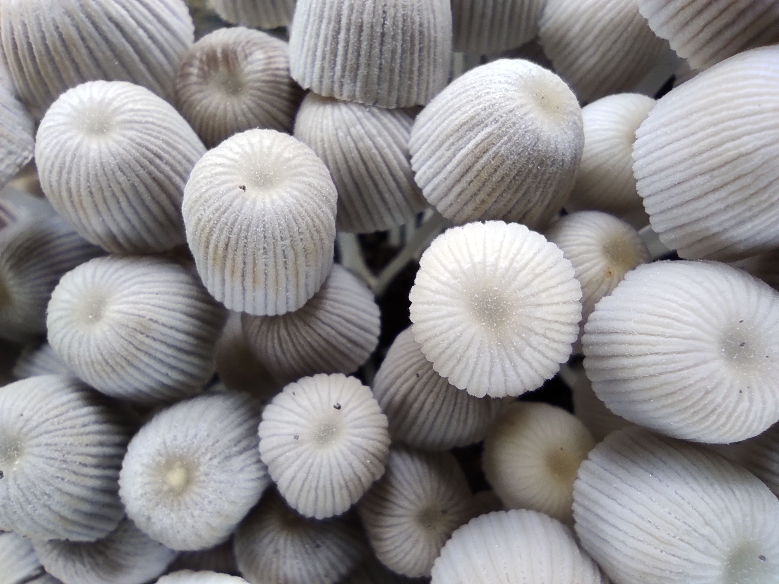 Close-up of small white mushrooms with delicate ribbed caps