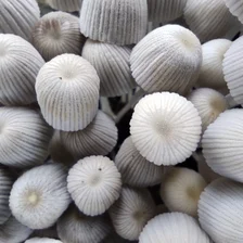 Close-up of small white mushrooms with delicate ribbed caps