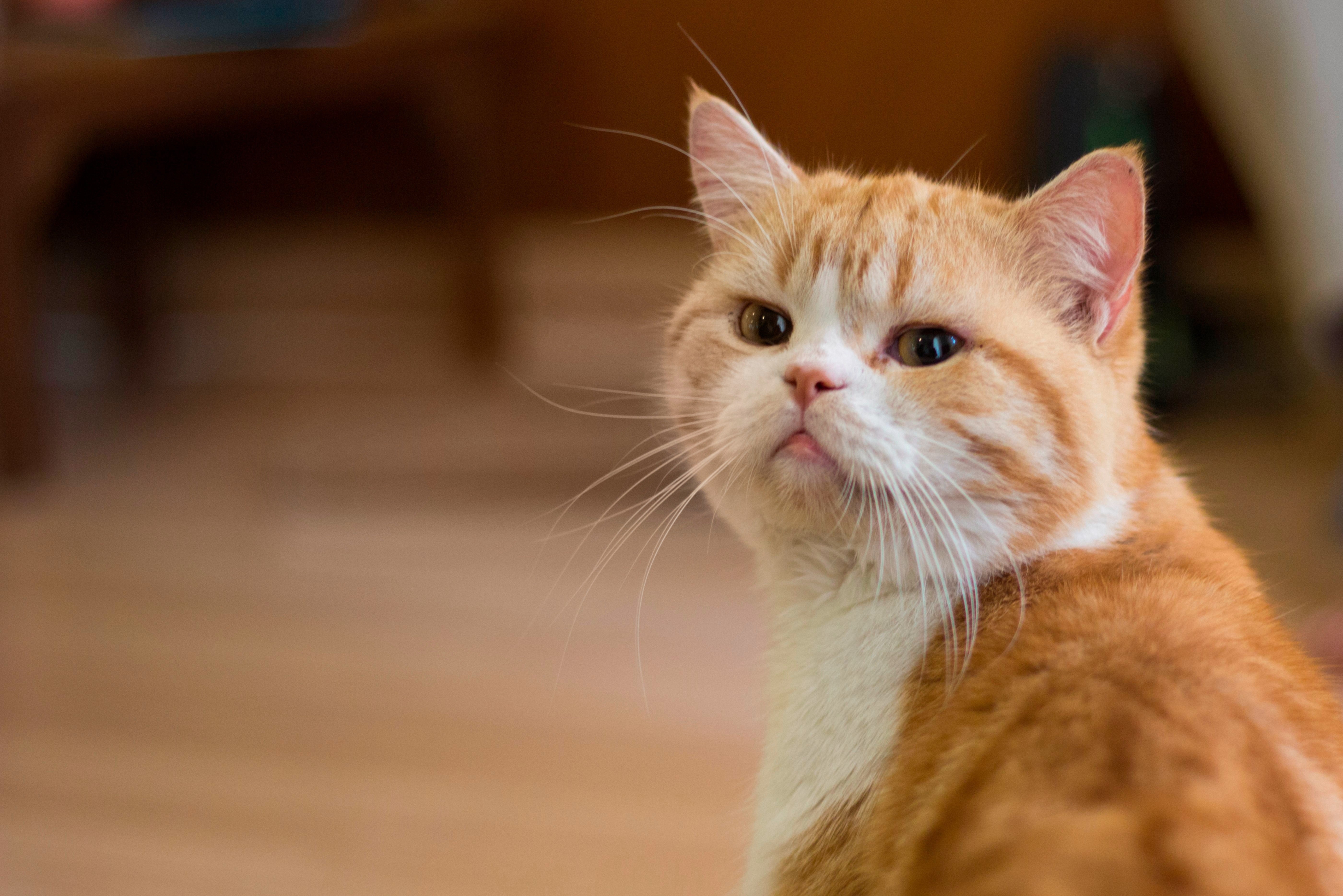 2_Cat_PetFood&AnimalNutrition