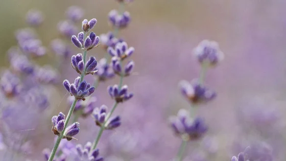Lavender Oil