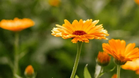 LEV_box_calendula.jpg