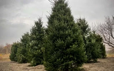100 Years_trees.webp