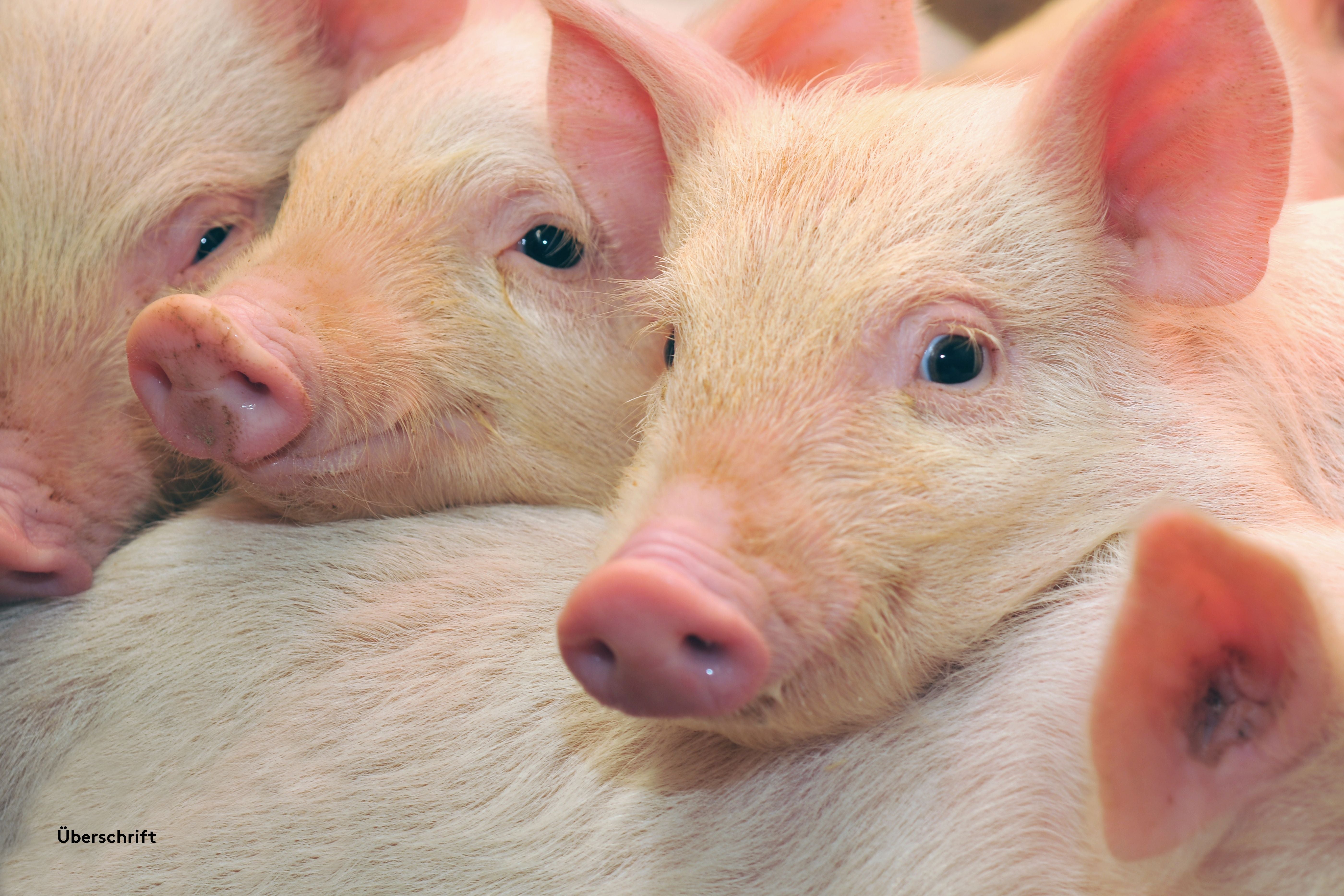 Pig_Animal Food.jpg