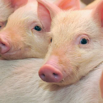 Pig_Animal Food.jpg