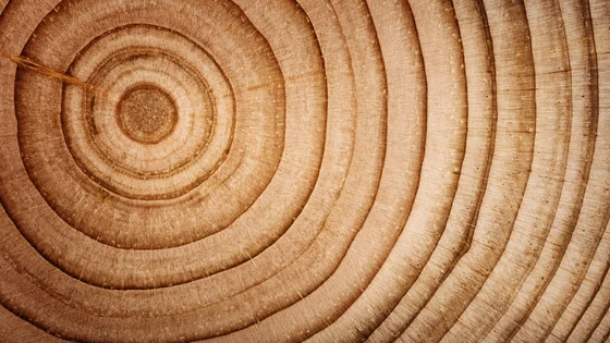 Cedarwood.jpg