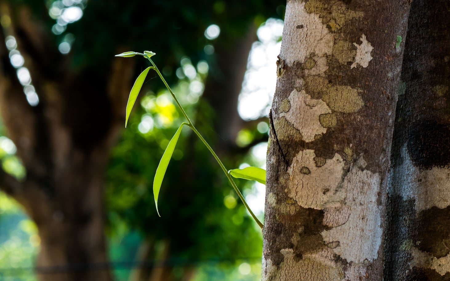 header_1 (1).jpg