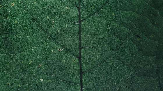 Organics