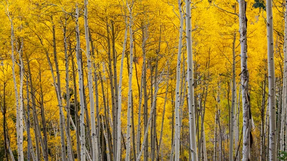 Aspen.jpg