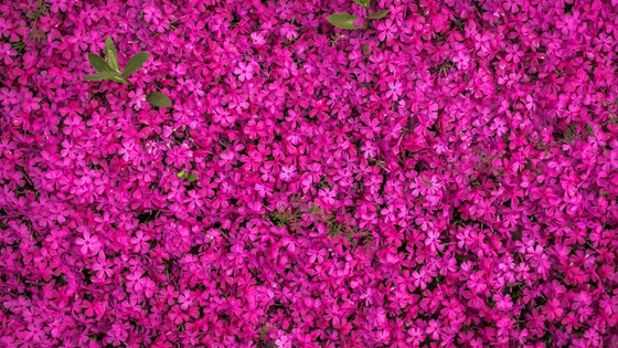 Frangipani.jpg
