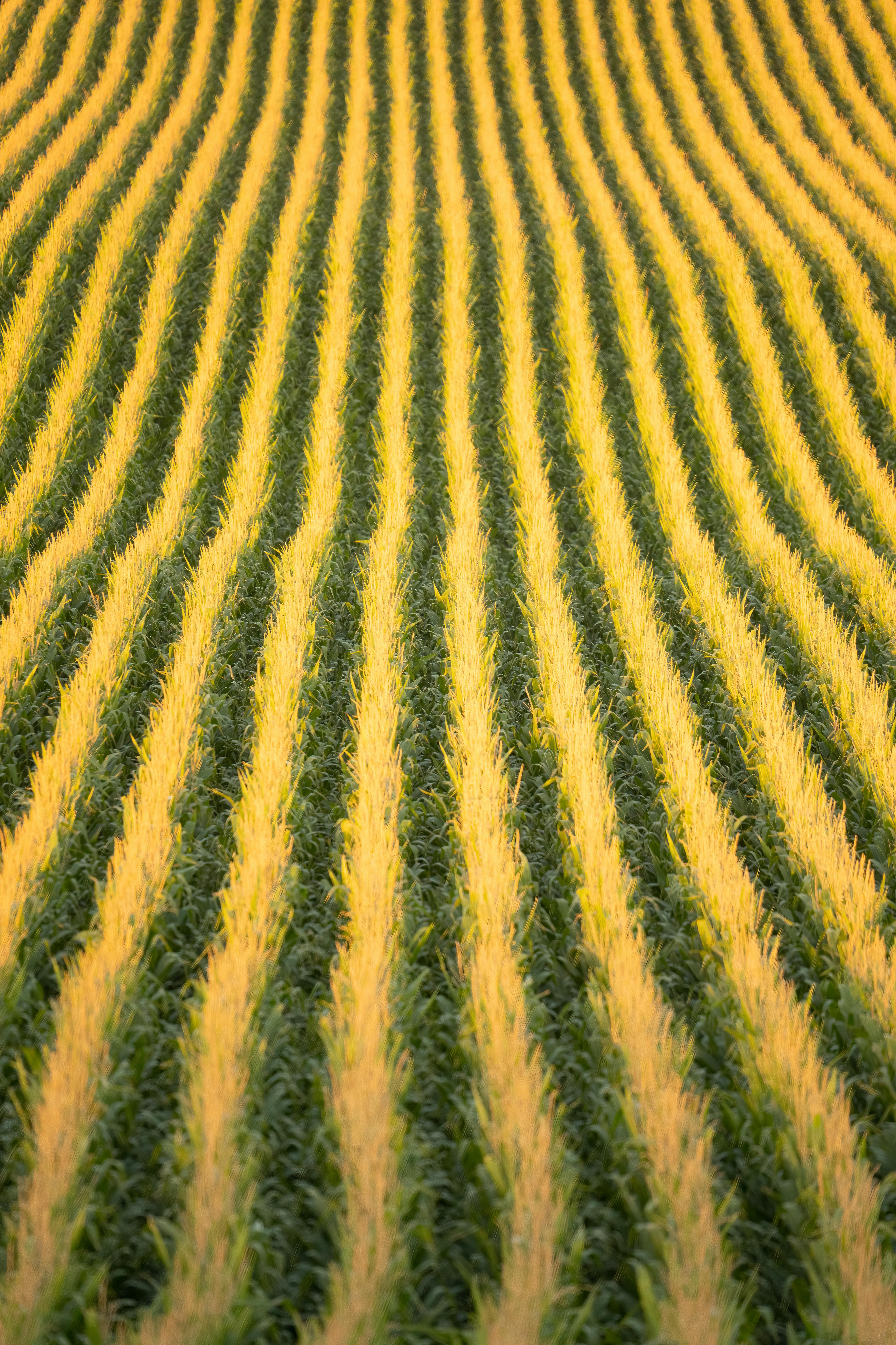 4_Field_Agriculture.jpg