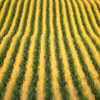 4_Field_Agriculture.jpg