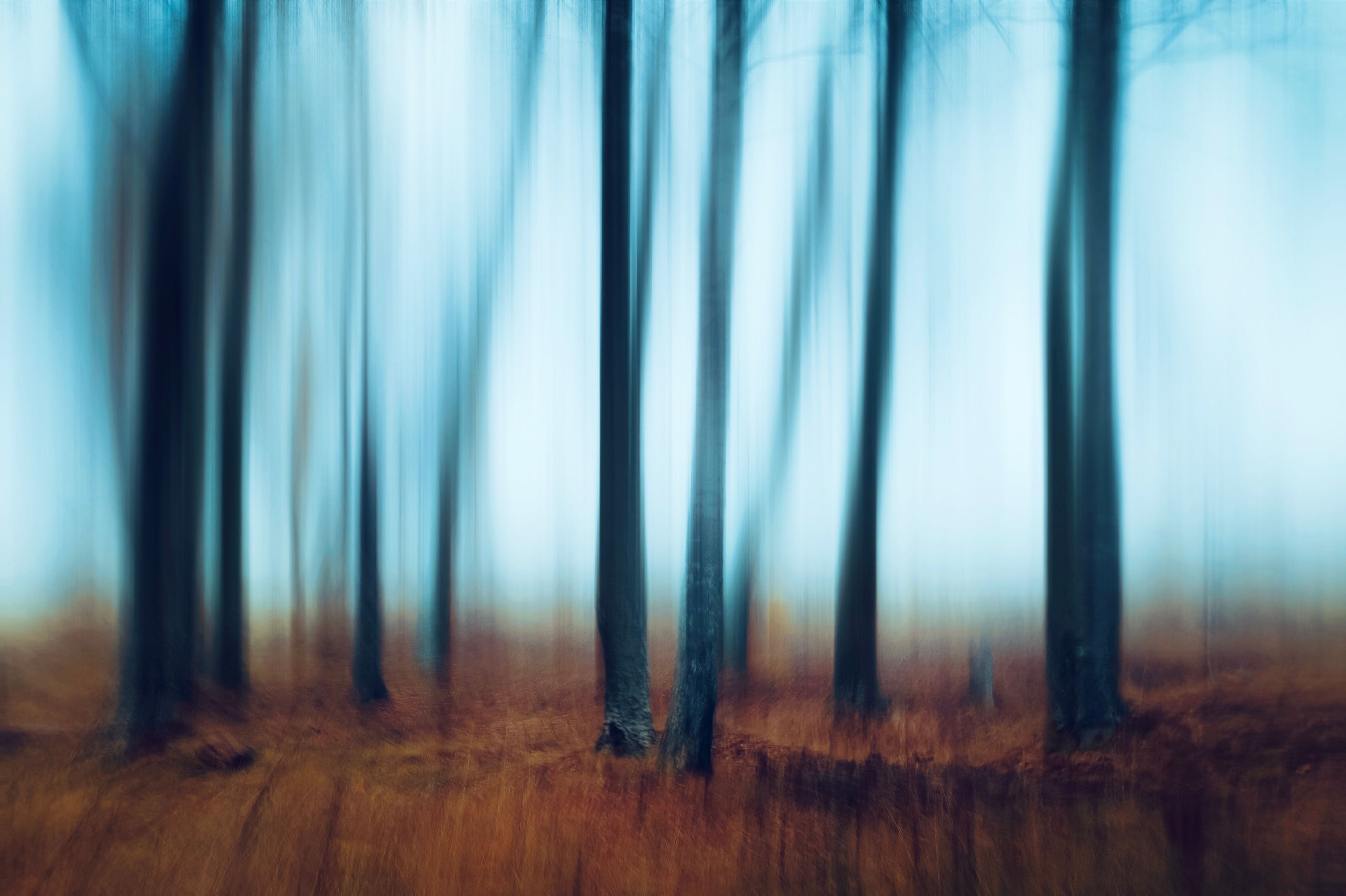 Blurred tree trunks in a forest