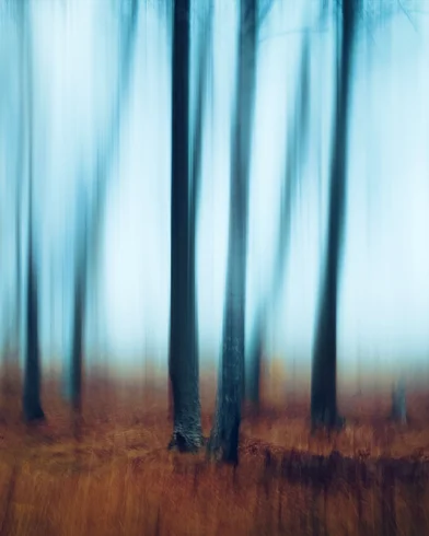 Blurred tree trunks in a forest
