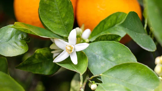Neroli.jpg