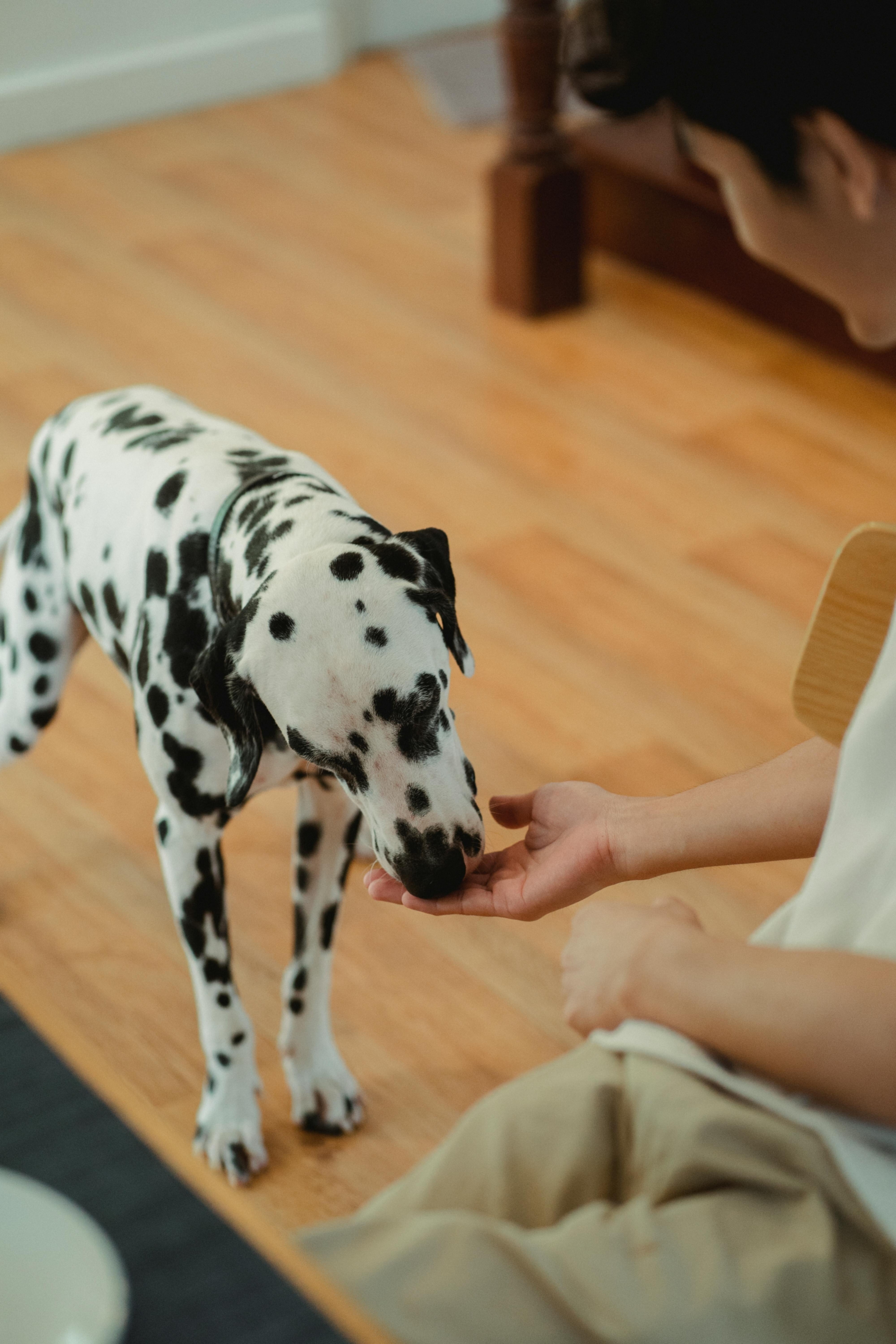 Technical services_Pet food.jpg