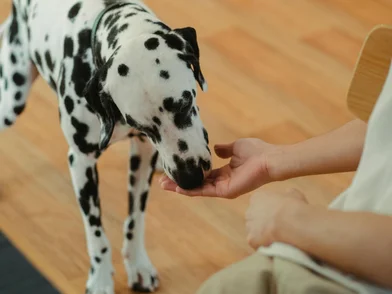 Technical services_Pet food.jpg