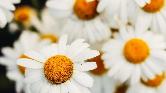 Chamomile.jpg