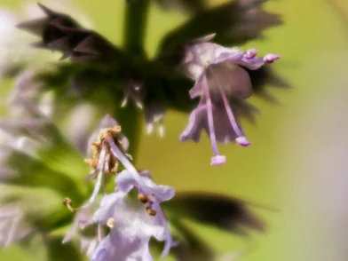 MD_patchouli.jpg