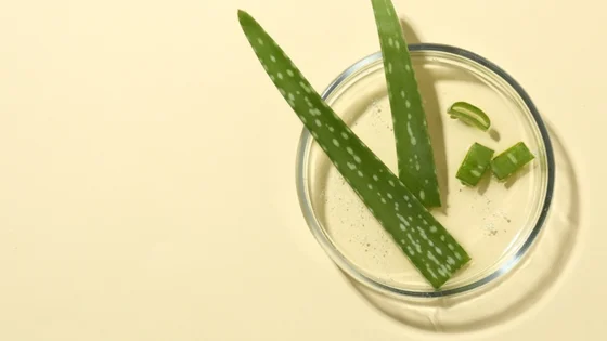 LEV_box_aloe