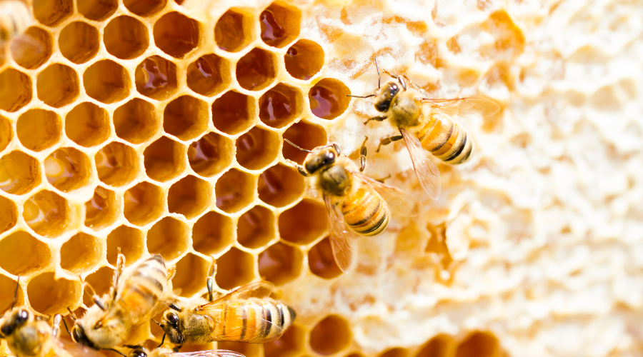 KK_natural_beeswax_5_.png
