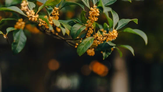 Osmanthus.jpg
