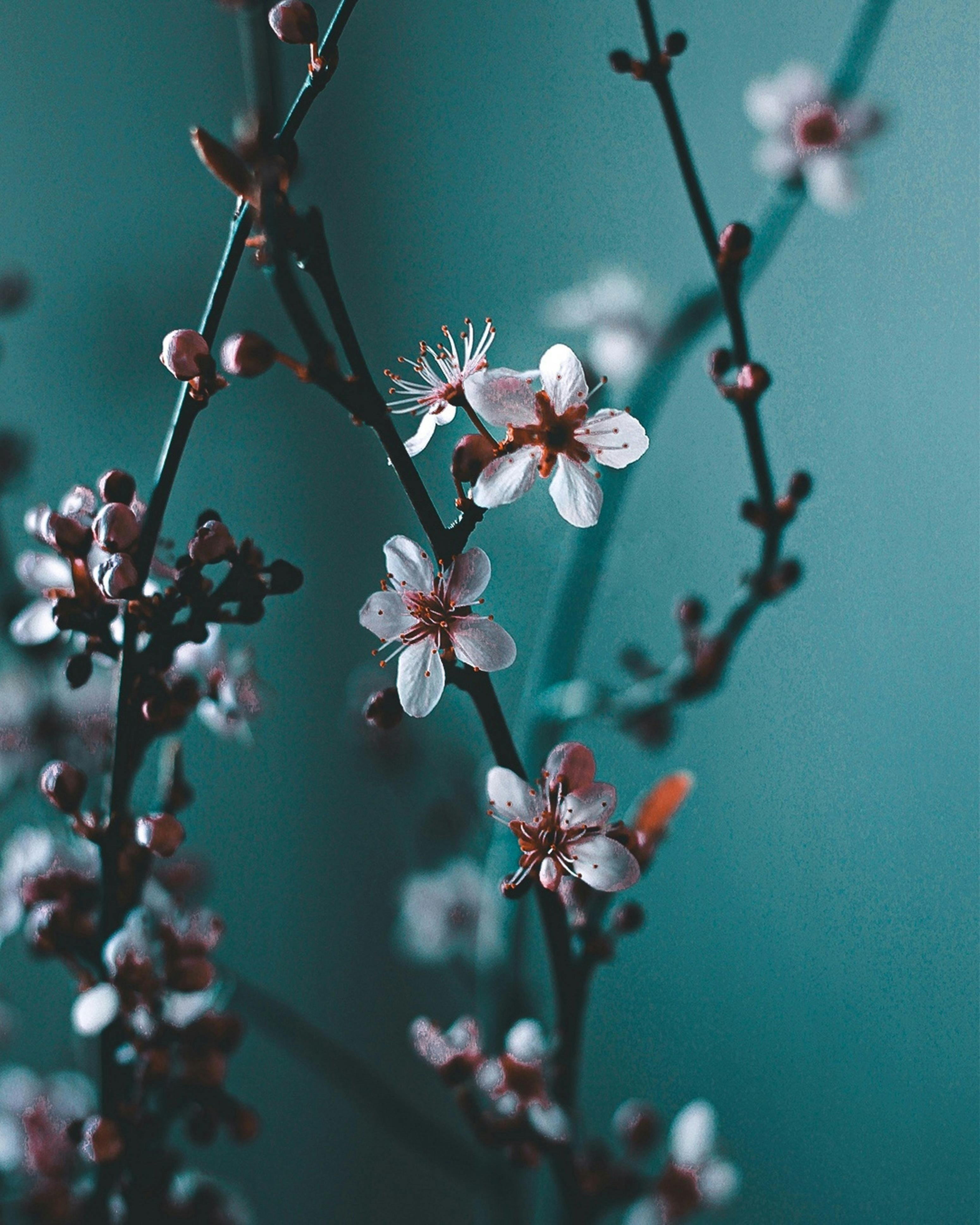 Flowers_Chemical industry.jpg