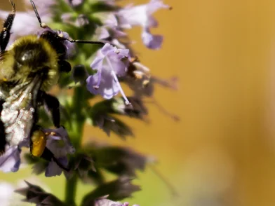 30%dark_patchouli.jpg