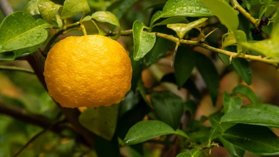 Yuzu.jpeg