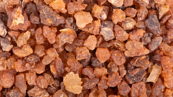 Benzoin Siam.jpg