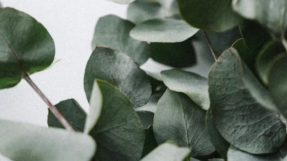 Eucalyptus Oil