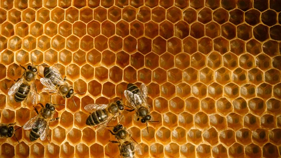 Honey Suckle.jpeg