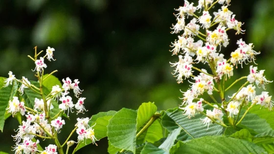 LEV_box_horsechestnut.jpg